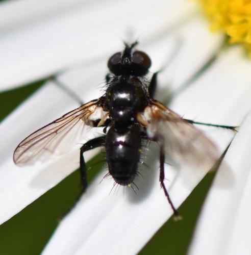 Phania sp.